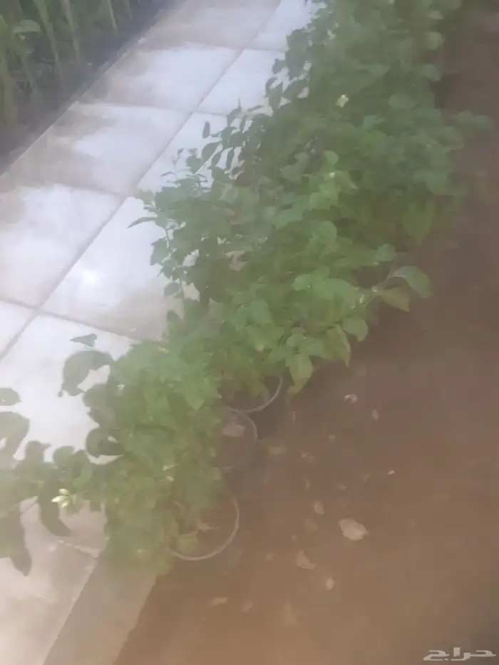 زراعه جميع انواع الاشجار والنخل والنجيل وكل مايتعلق بالزراعه 9