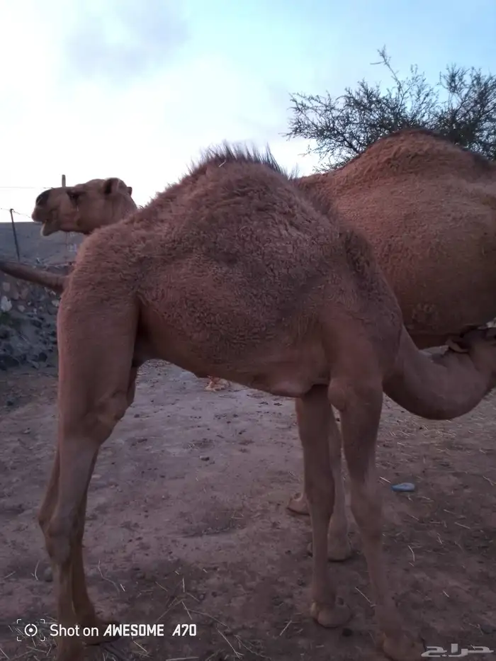 قعود كفووو 1