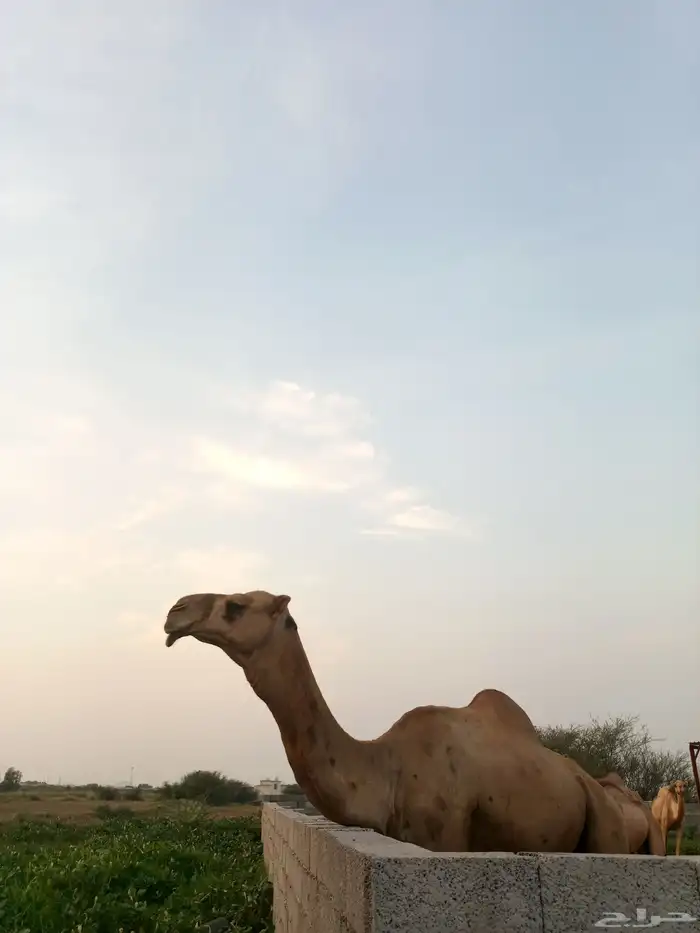 إبل للبيع 10رواس مع فحلها 1