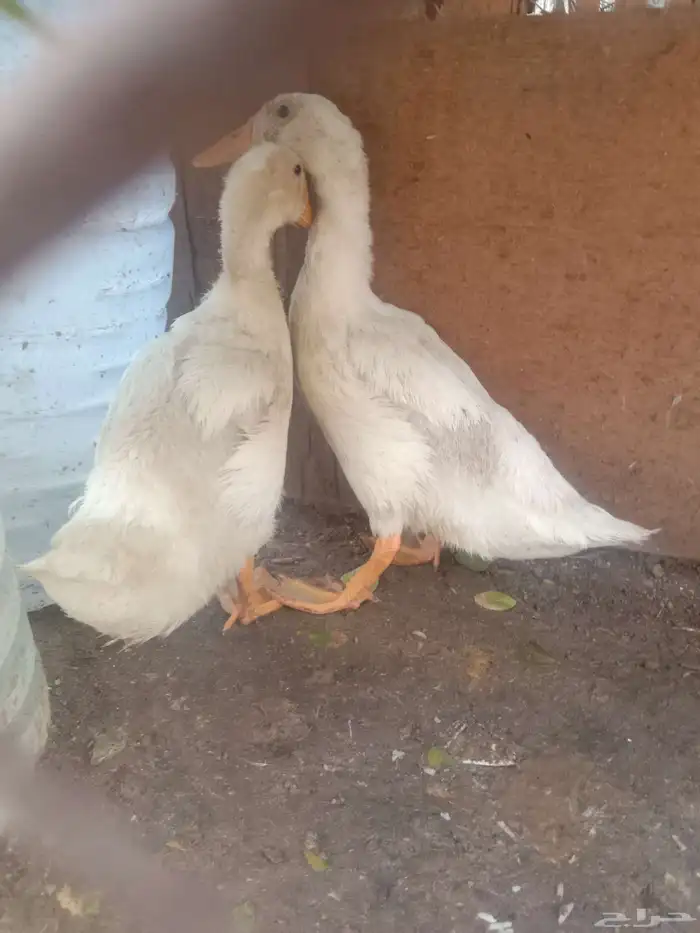 بط فروخ 1