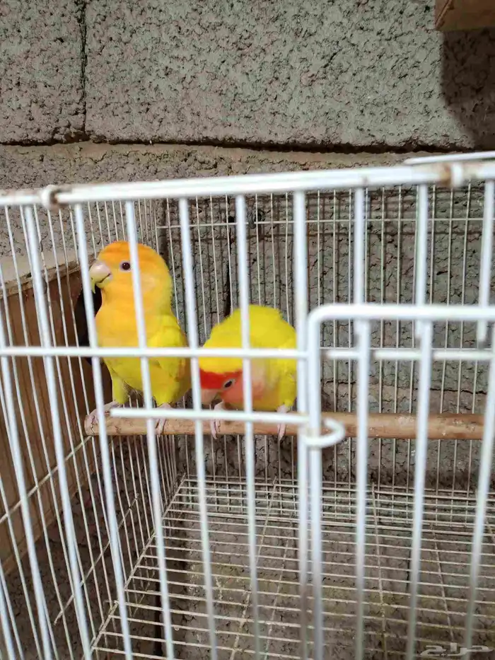زوجين روز للبيع 1