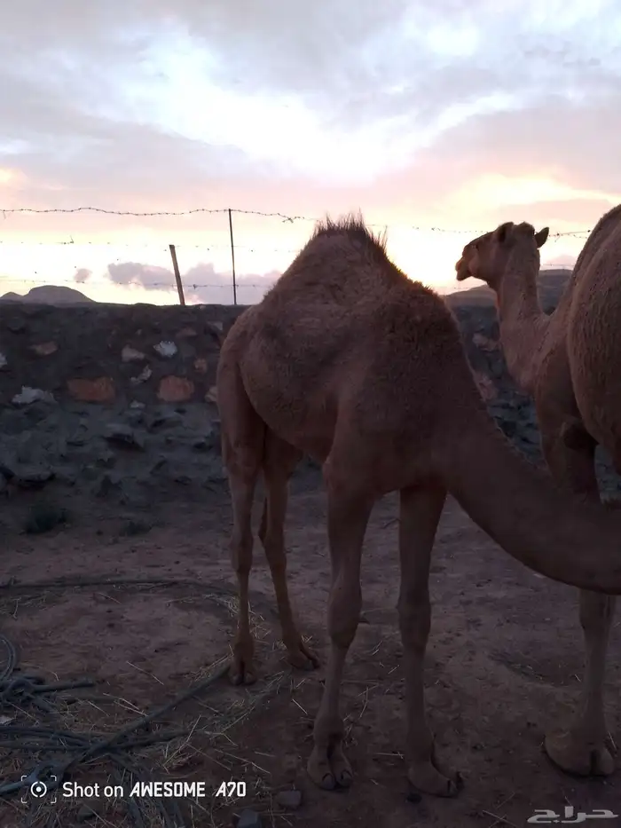 قعود كفووو 2