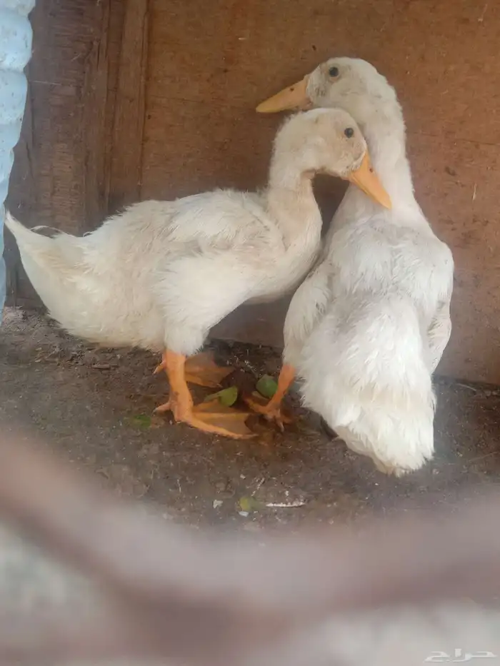 بط فروخ 2