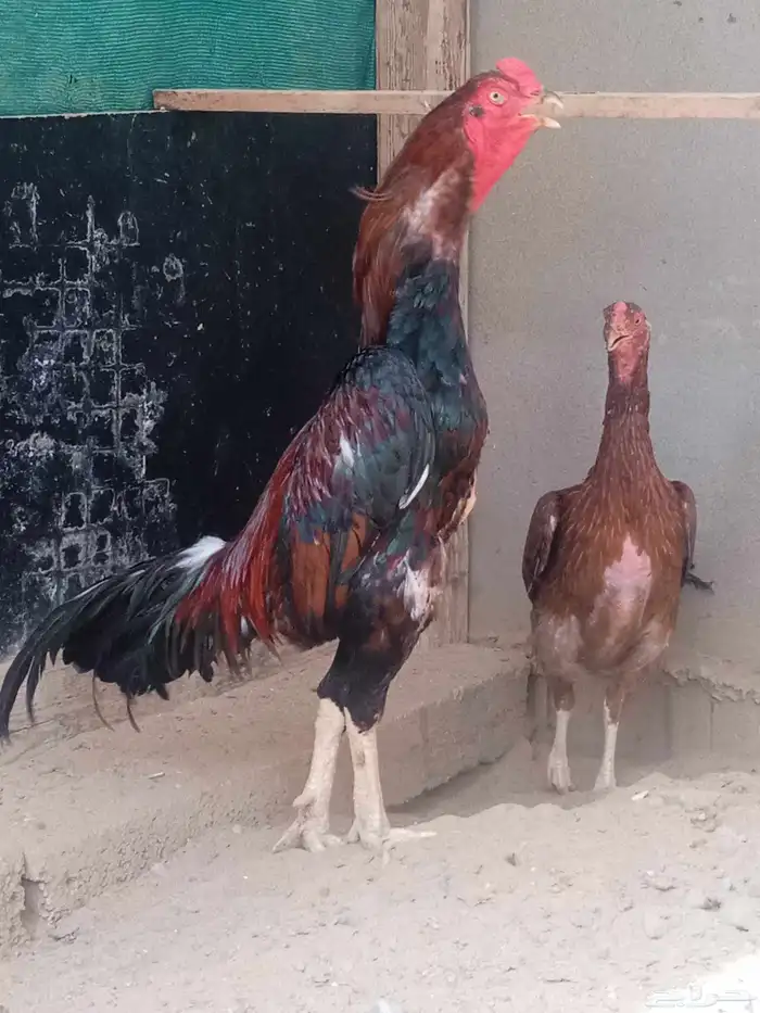 دجاج شامو 4