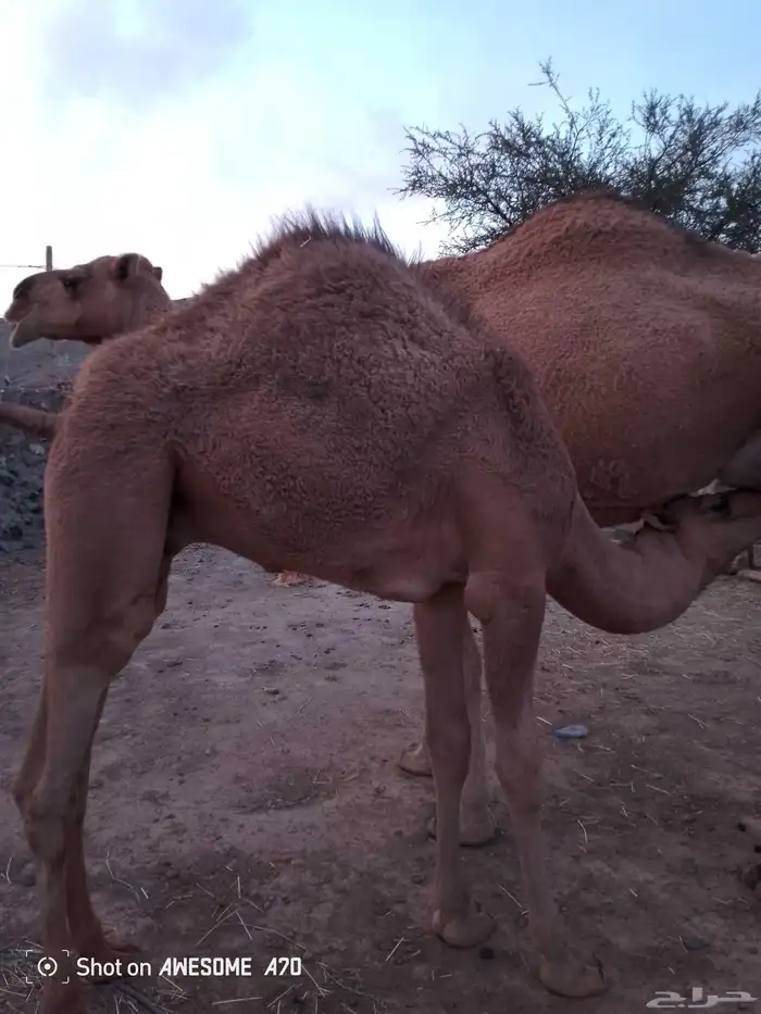قعود كفووو 0