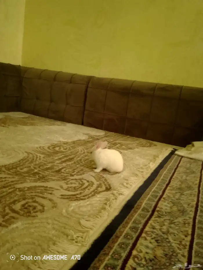 ارنب عمره شهر 0