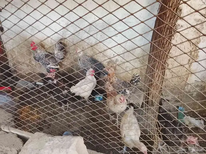 دجاج 2