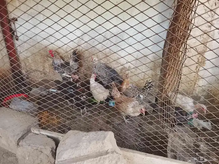 دجاج 1