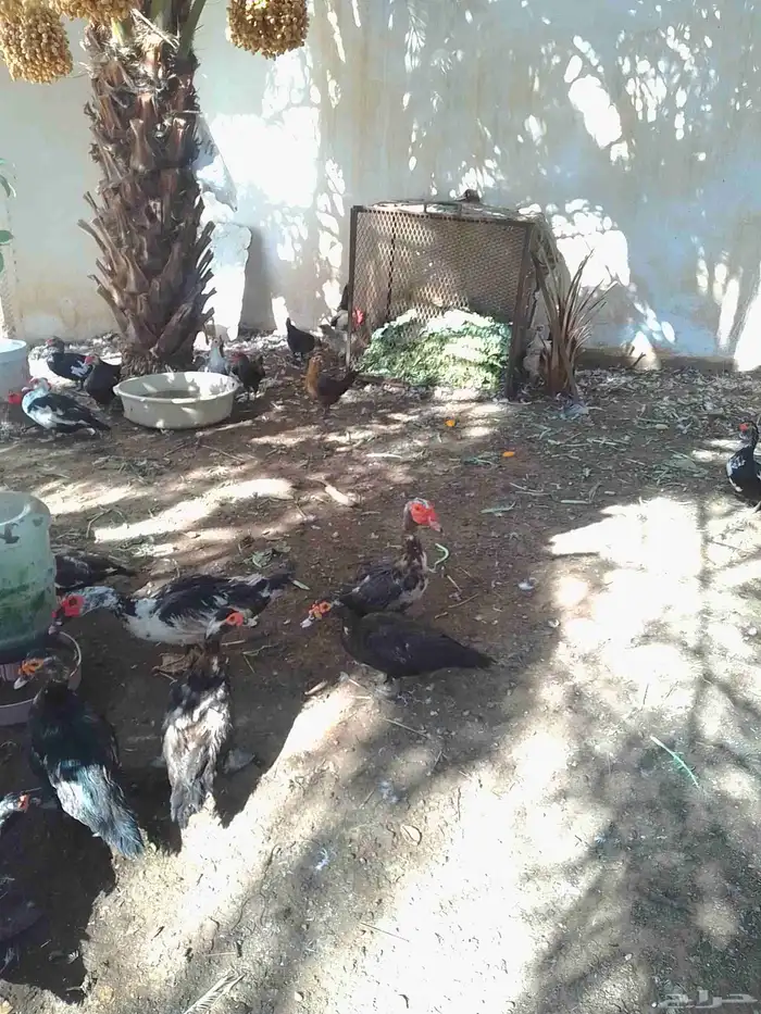 بط بح مسكوفي للبيع 4