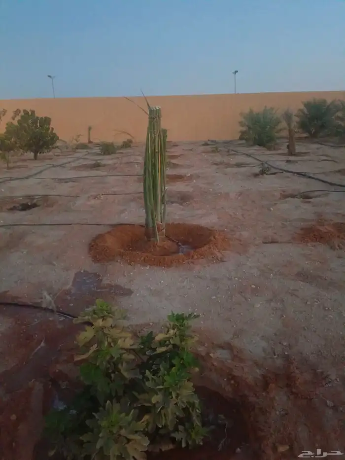 يوجد لدينا فسائل صكعي مجدولي والصناف اثانيه 9
