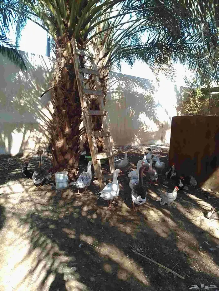 بط بح مسكوفي للبيع 7