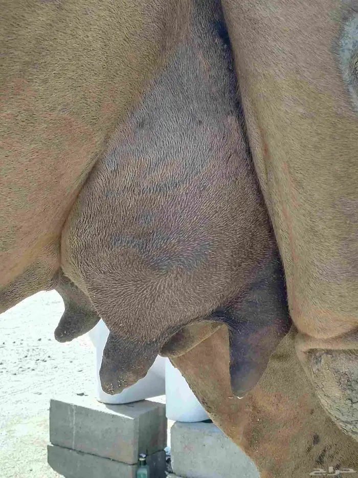 سلام عليكم ورحمة الله وبركاته 5