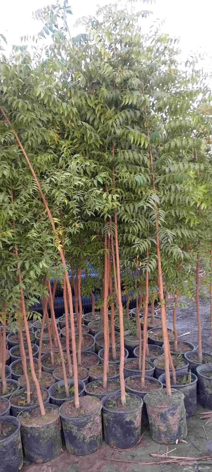 بيع اشجار 8