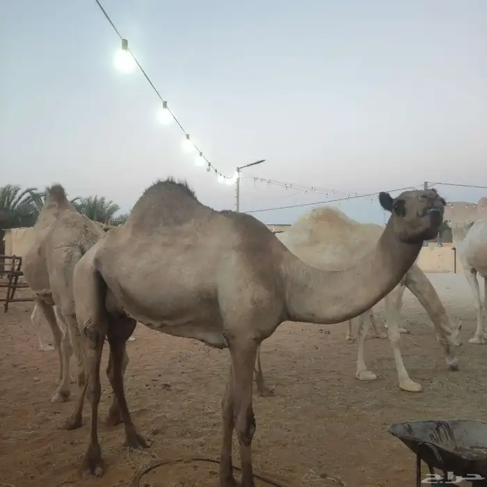 ناقه عشراء ساحليه طيبه 1