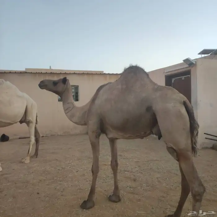 ناقه عشراء ساحليه طيبه 2