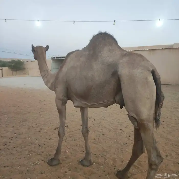 ناقه عشراء ساحليه طيبه 0
