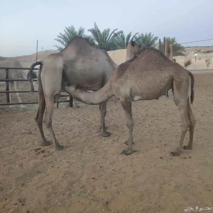 ناقه عشراء ساحليه طيبه 4