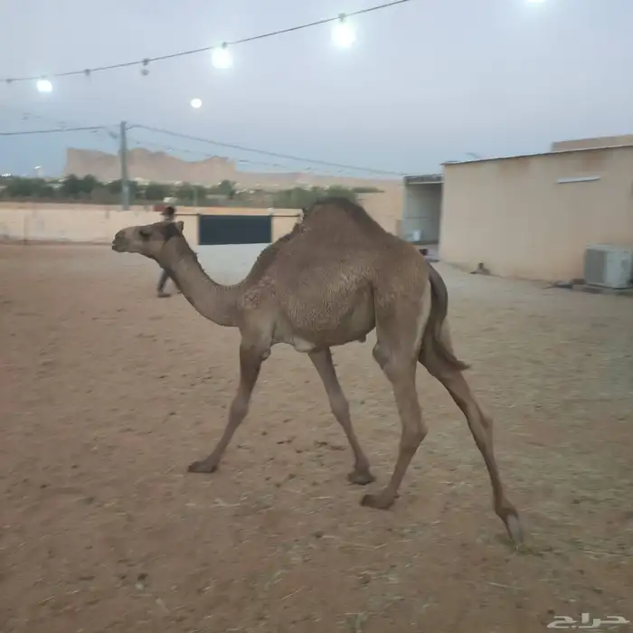 ناقه عشراء ساحليه طيبه 3