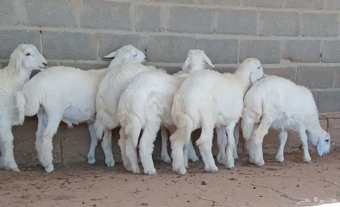 طليان حريه طيبه 4