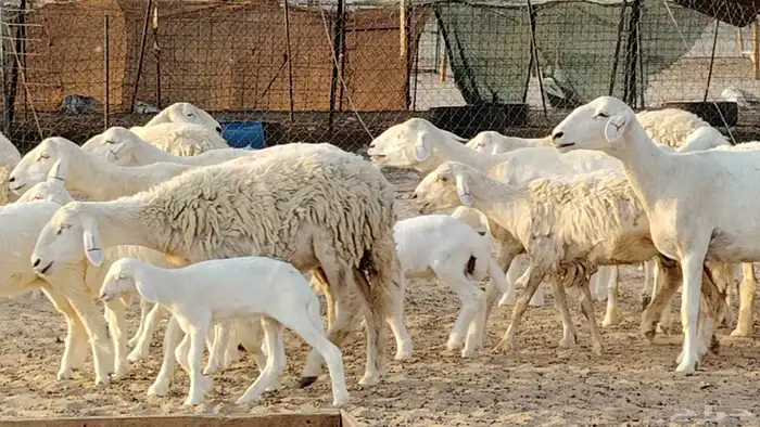 غنم حريه خلفات 24 تحتها 24 بهمها طيب وقيامه ممتاز ضان للبيع 1