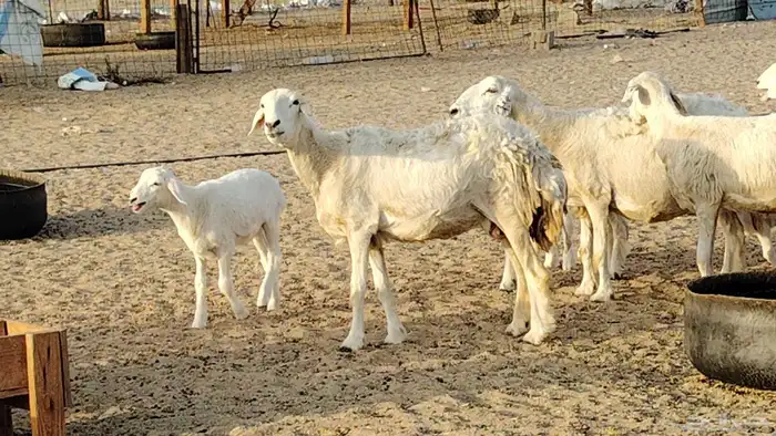 غنم حريه خلفات 24 تحتها 24 بهمها طيب وقيامه ممتاز ضان للبيع 23