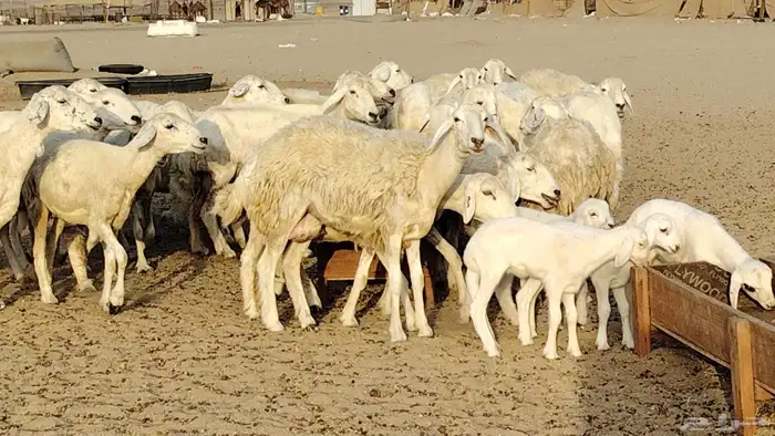 غنم حريه خلفات 24 تحتها 24 بهمها طيب وقيامه ممتاز ضان للبيع 26
