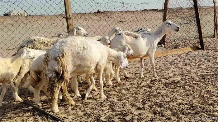 ضان خلفات 4 تحتها 5 بهمها زبايح جلب ضان للبيع 8
