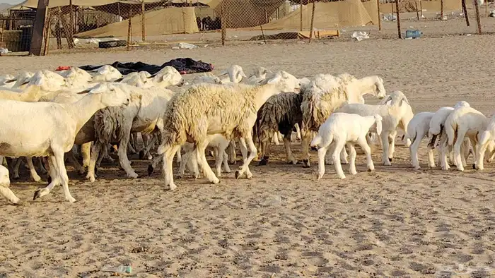غنم حريه خلفات 24 تحتها 24 بهمها طيب وقيامه ممتاز ضان للبيع 31