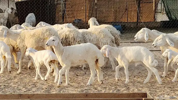 غنم حريه خلفات 24 تحتها 24 بهمها طيب وقيامه ممتاز ضان للبيع 2