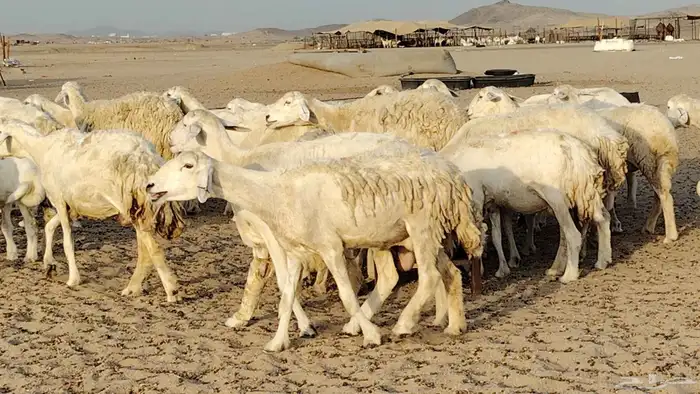 غنم حريه خلفات 24 تحتها 24 بهمها طيب وقيامه ممتاز ضان للبيع 8