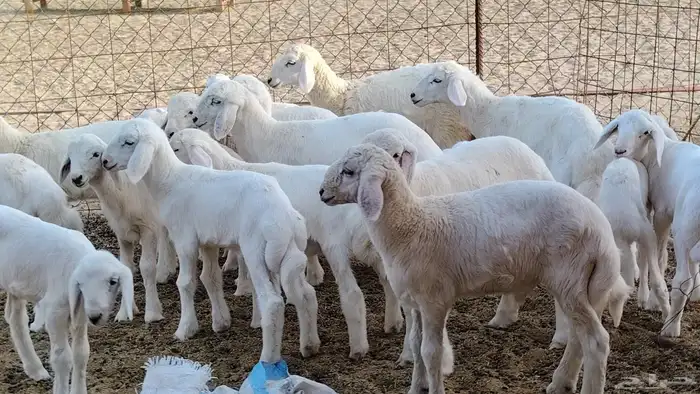 غنم حريه خلفات 24 تحتها 24 بهمها طيب وقيامه ممتاز ضان للبيع 4