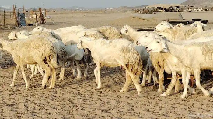 غنم حريه خلفات 24 تحتها 24 بهمها طيب وقيامه ممتاز ضان للبيع 30
