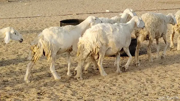 غنم حريه خلفات 24 تحتها 24 بهمها طيب وقيامه ممتاز ضان للبيع 11