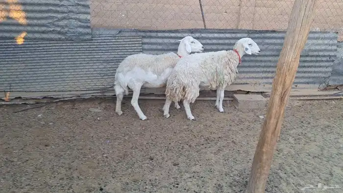 مطوقات مضاريع طيبه شرط شرط لاهل الزين 1
