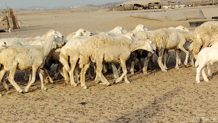 غنم حريه خلفات 24 تحتها 24 بهمها طيب وقيامه ممتاز ضان للبيع 19