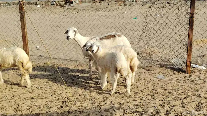 ضان خلفات 4 تحتها 5 بهمها زبايح جلب ضان للبيع 2