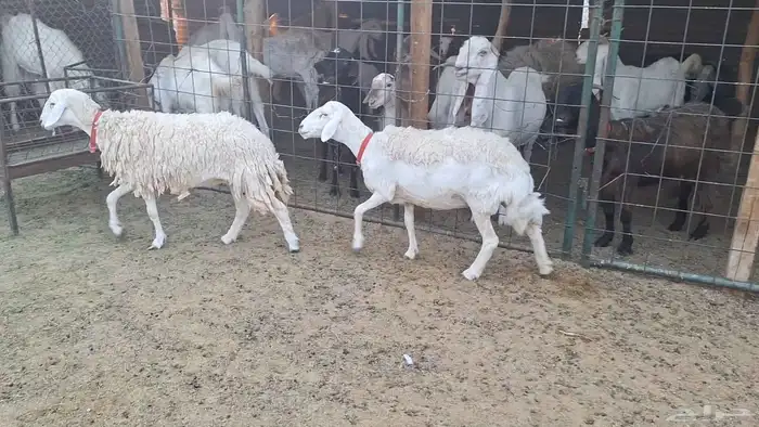مطوقات مضاريع طيبه شرط شرط لاهل الزين 2