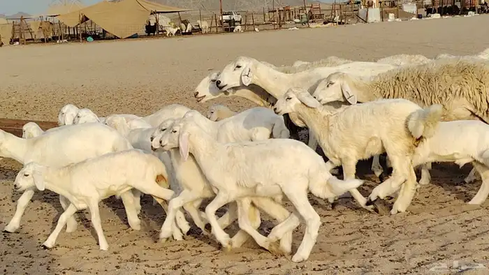 غنم حريه خلفات 24 تحتها 24 بهمها طيب وقيامه ممتاز ضان للبيع 17