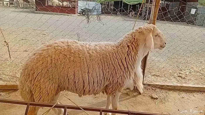 فحل حري صنف 7
