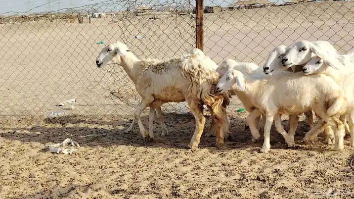 ضان خلفات 4 تحتها 5 بهمها زبايح جلب ضان للبيع 5