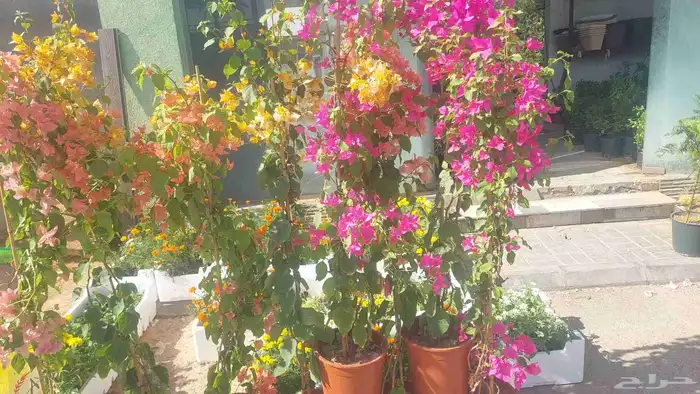 اشجار جهنميه مزهره ممتازه جدآ توصيل جميع المناطق 5