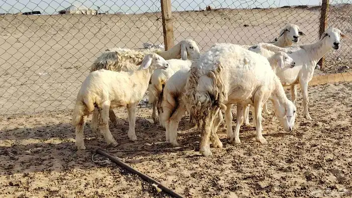 ضان خلفات 4 تحتها 5 بهمها زبايح جلب ضان للبيع 9