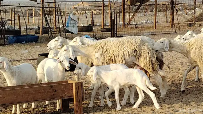 غنم حريه خلفات 24 تحتها 24 بهمها طيب وقيامه ممتاز ضان للبيع 3