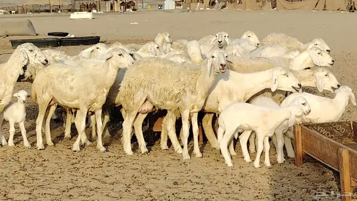 غنم حريه خلفات 24 تحتها 24 بهمها طيب وقيامه ممتاز ضان للبيع 0