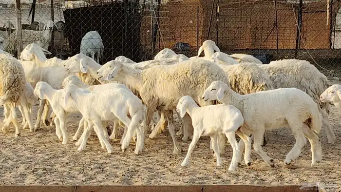 غنم حريه خلفات 24 تحتها 24 بهمها طيب وقيامه ممتاز ضان للبيع 9