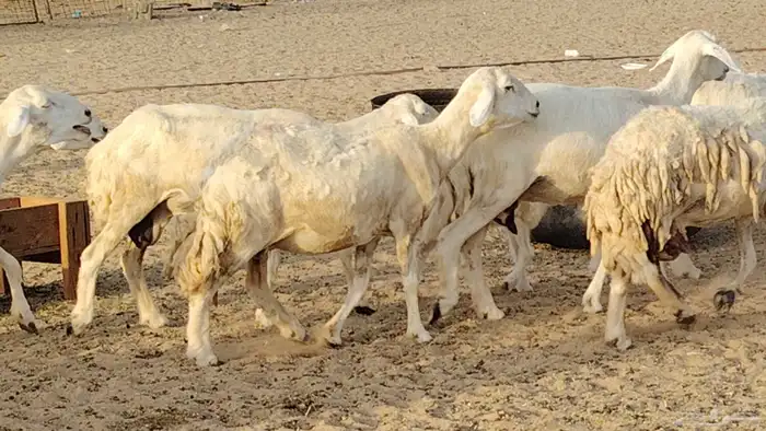 غنم حريه خلفات 24 تحتها 24 بهمها طيب وقيامه ممتاز ضان للبيع 12
