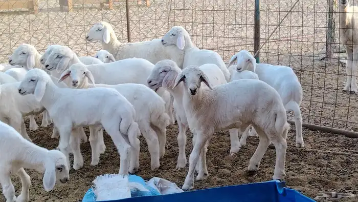 غنم حريه خلفات 24 تحتها 24 بهمها طيب وقيامه ممتاز ضان للبيع 5