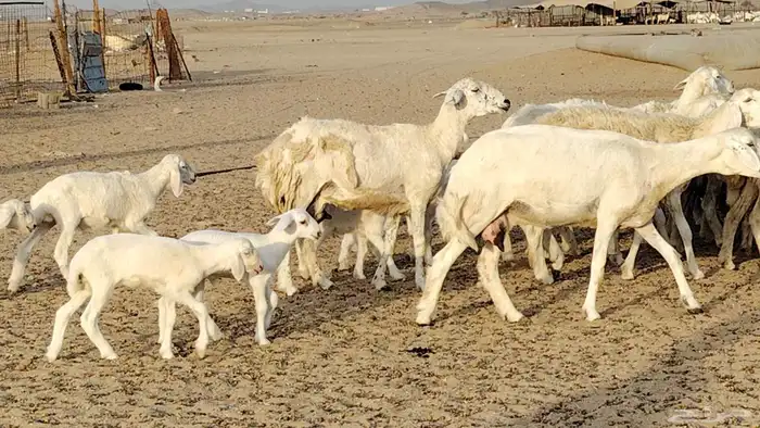 غنم حريه خلفات 24 تحتها 24 بهمها طيب وقيامه ممتاز ضان للبيع 24