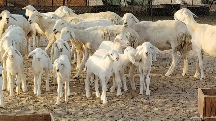 غنم حريه خلفات 24 تحتها 24 بهمها طيب وقيامه ممتاز ضان للبيع 13