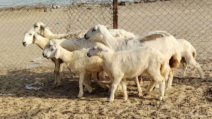 ضان خلفات 4 تحتها 5 بهمها زبايح جلب ضان للبيع 4